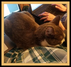 Photograph of a cat sitting on a lap to illustrate the concept of a cat as your Assistant