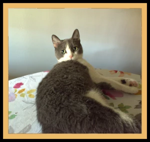 Photograph of a cat and some money to illustrate the purpose of the Cat Faces Detector project